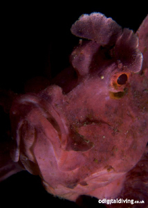 Close-up portrait of a Weedy Scorpionfish "Out of the Sha... by David Henshaw 